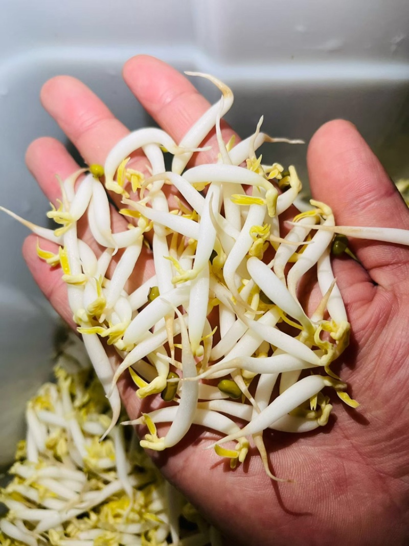 胖豆芽