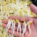 胖豆芽