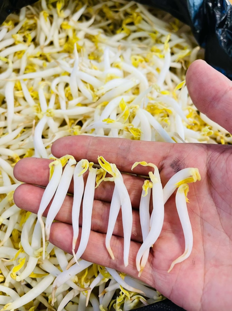 胖豆芽