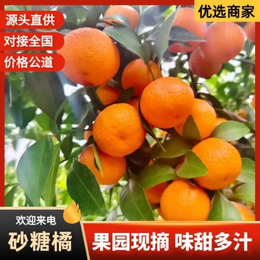 沙糖桔精品货源直供全国价格实惠需要的老板联系