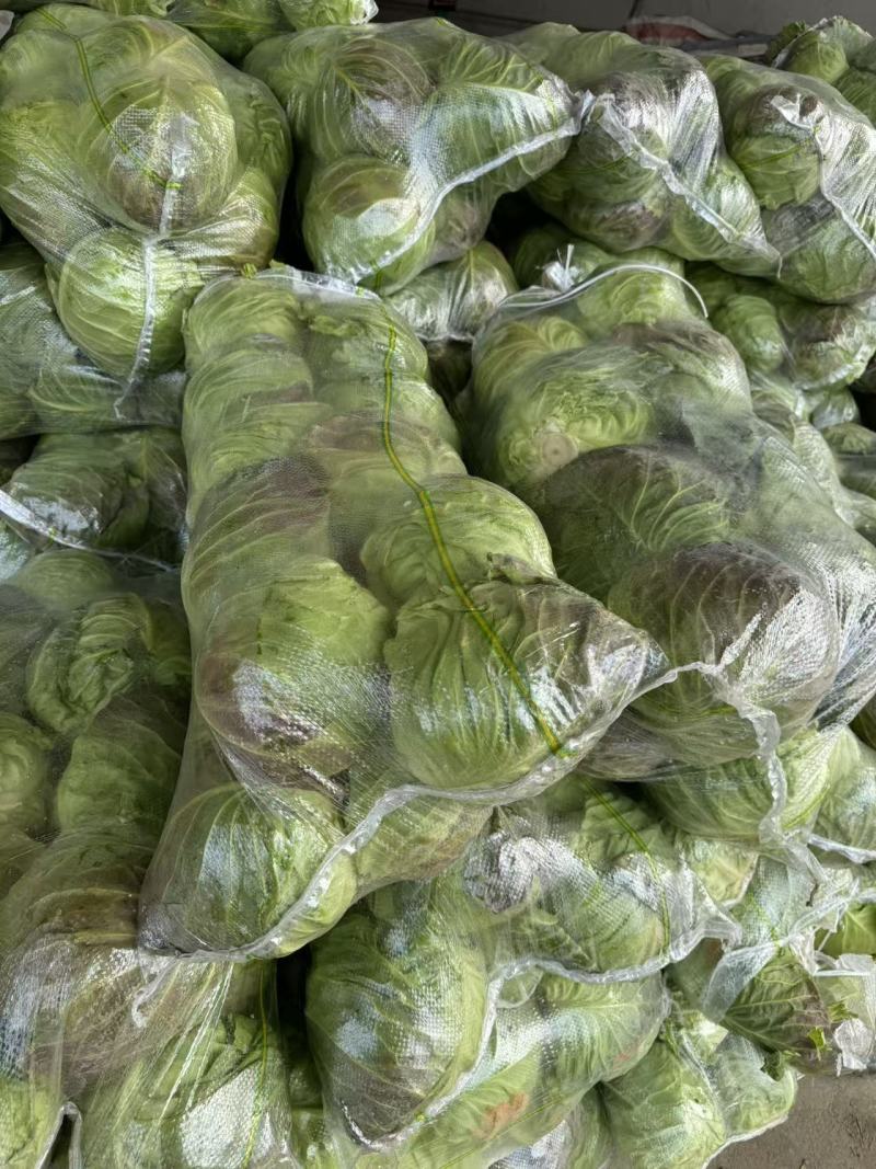 湖北荆门沙洋本地直销黄心大白菜规格234，7.8走车