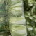 湖北荆门沙洋本地直销黄心大白菜规格234，7.8走车