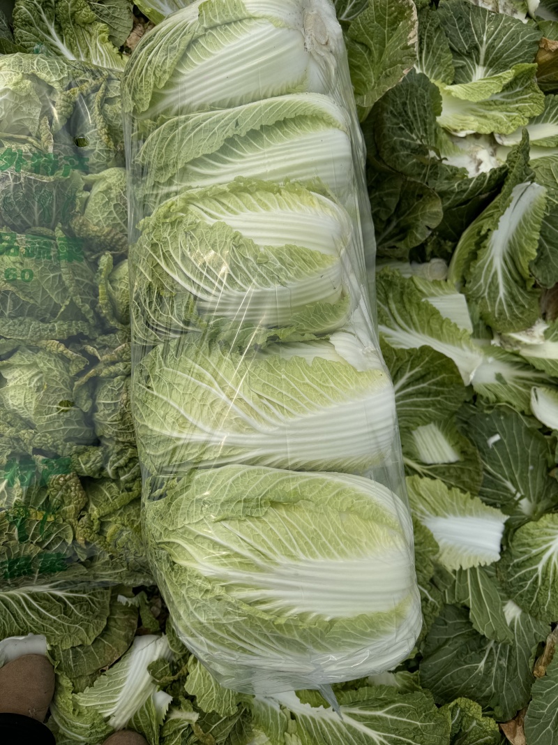 湖北荆门沙洋本地直销黄心大白菜规格234，7.8走车