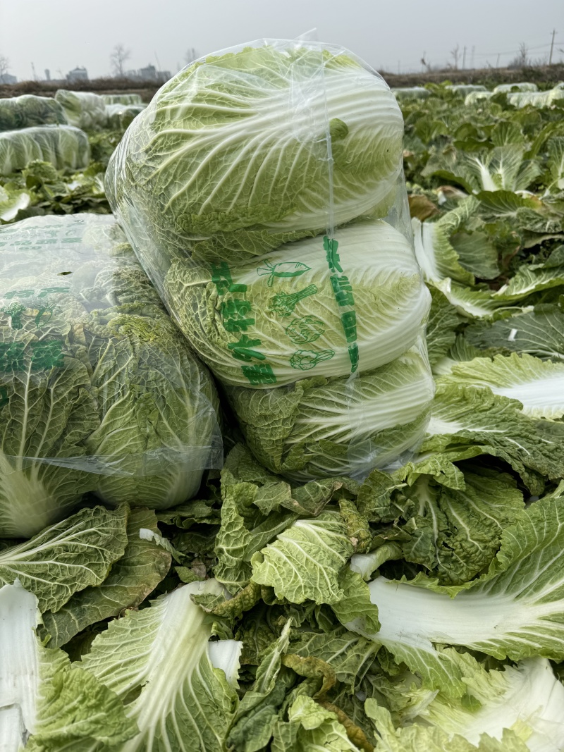 湖北荆门沙洋本地直销黄心大白菜规格234，7.8走车