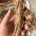 独活地摊独活头片电商批发精品原产地