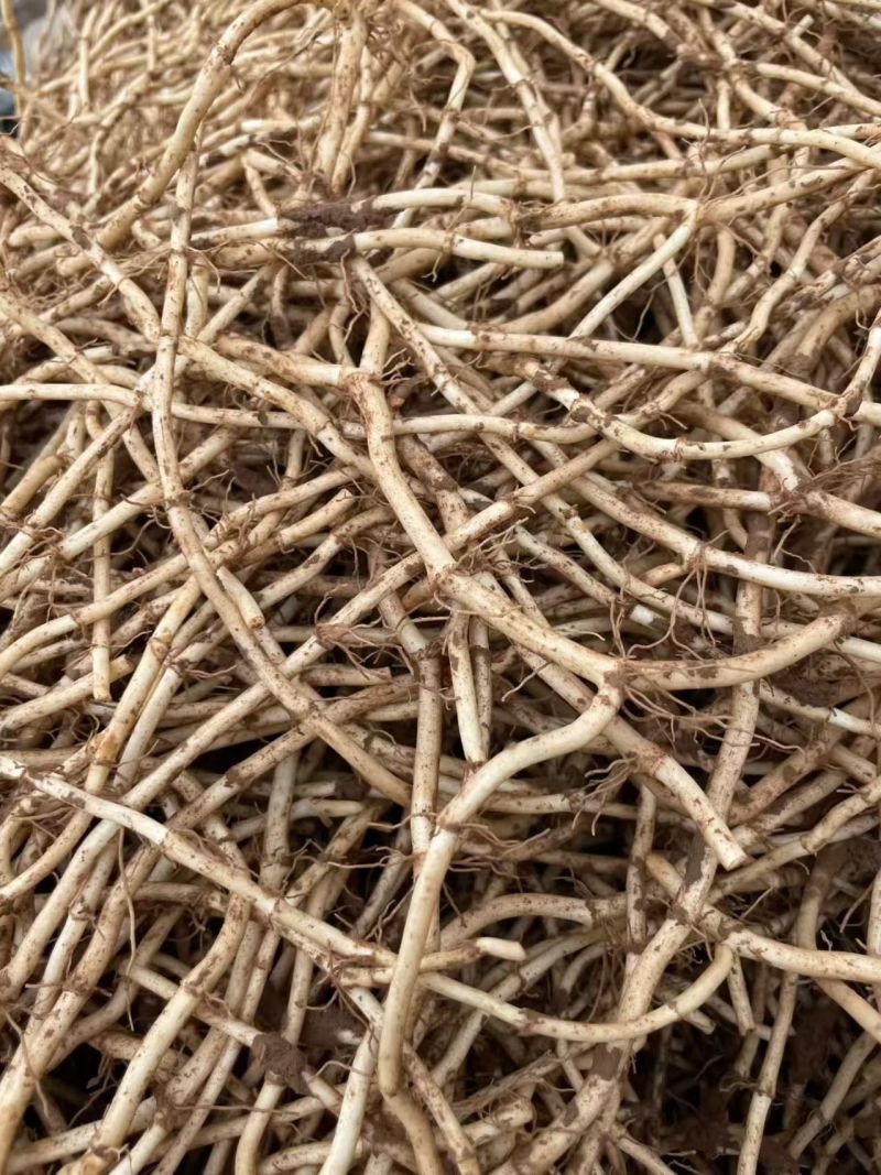 湖北宜昌鱼腥草，产地直发品质保证，欢迎各地老板来电洽谈