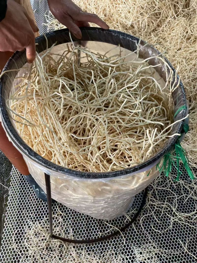 湖北宜昌鱼腥草，产地直发品质保证，欢迎各地老板来电洽谈