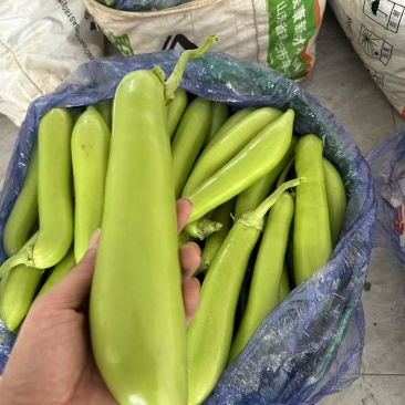 精品青茄，质量优选，可全国对比质量