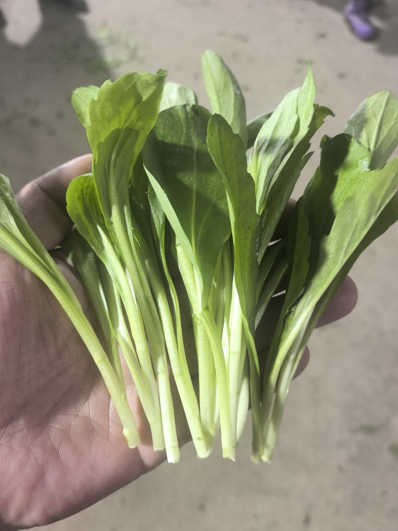 【推荐】马兰头/现摘现发/视频看货/对接商超批发市场/