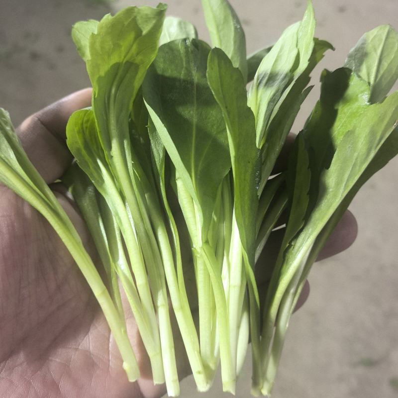 【推荐】华东马兰头种植基地/视频看货/品质保证/诚信经营