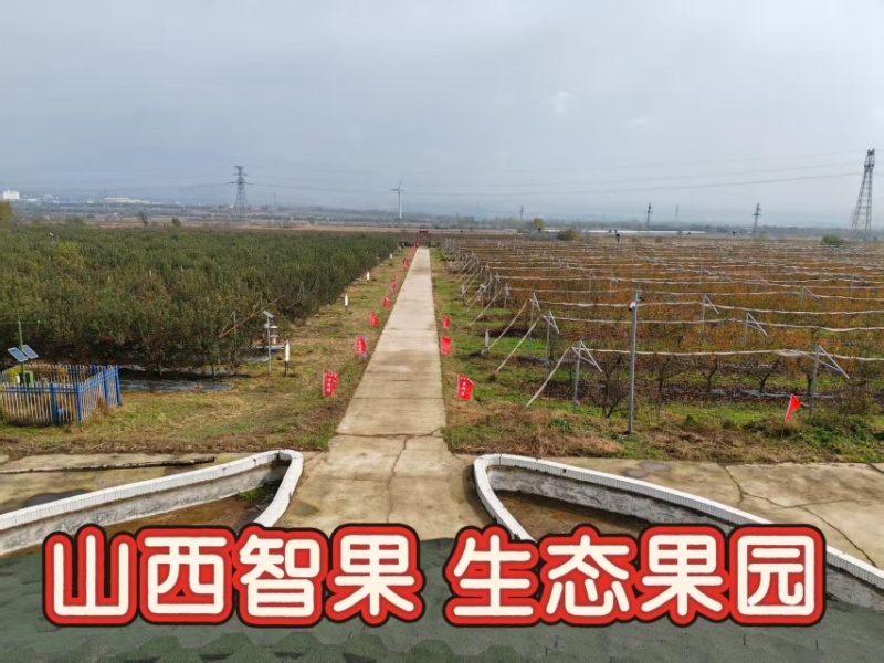 【包邮5斤装】精品红富士苹果山西产地直发，支持一件代发