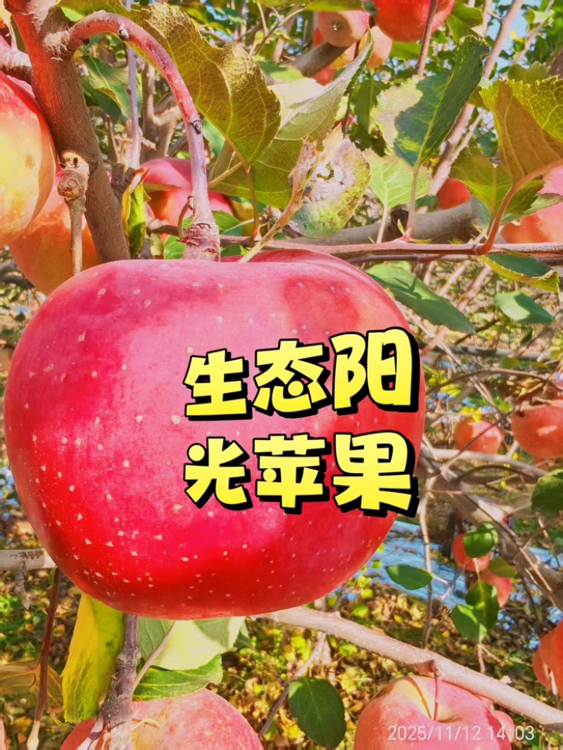 【包邮5斤装】精品红富士苹果山西产地直发，支持一件代发