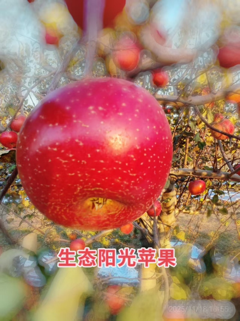 【包邮5斤装】精品红富士苹果山西产地直发，支持一件代发