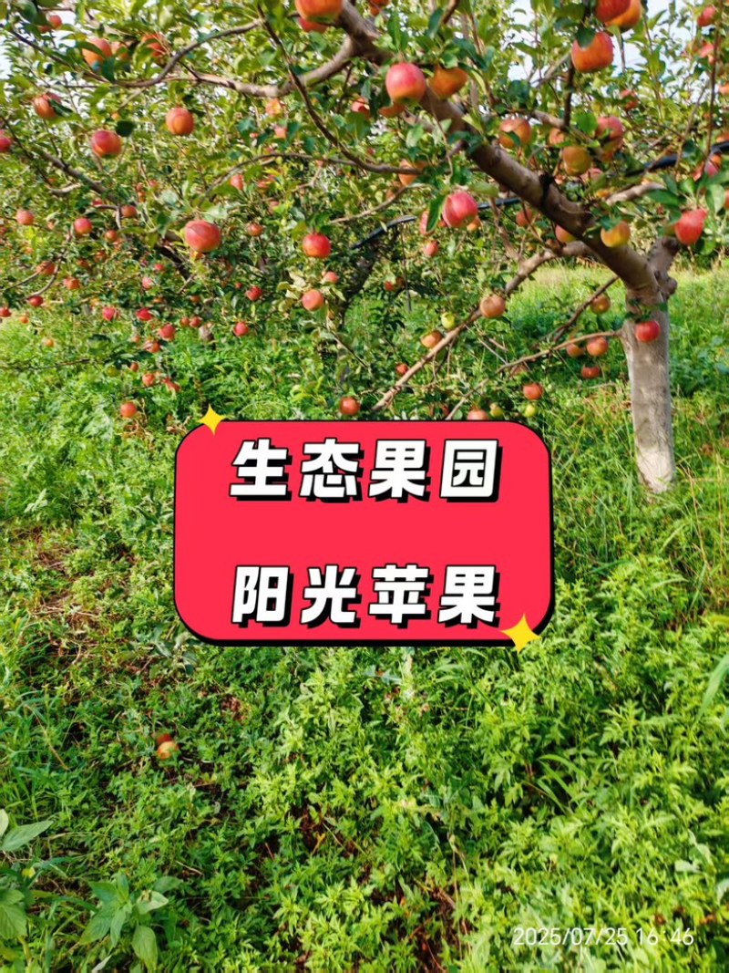 【包邮5斤装】精品红富士苹果山西产地直发，支持一件代发