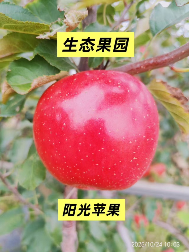 【包邮10斤装】山西生态不套袋红富士苹果产地直发