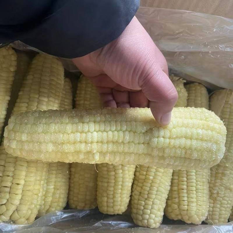 东北糯玉米白糯玉米棒低温保鲜价格实惠口感好欢迎老板联系