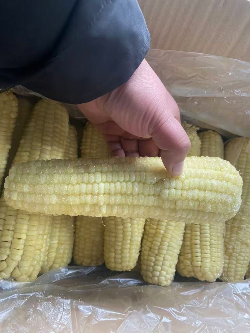 东北糯玉米白糯玉米棒低温保鲜价格实惠口感好欢迎老板联系