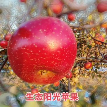 董专家优质红富士生态不套袋果园直发20万斤现货