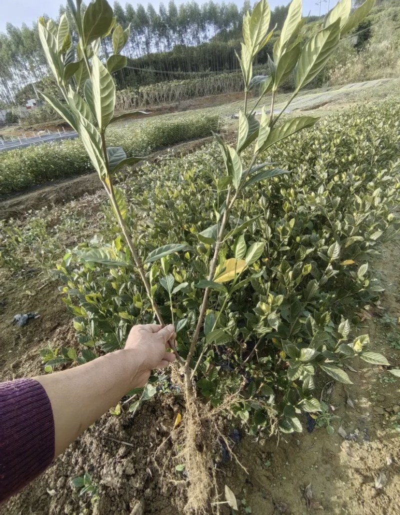 栀子苗，对接全国老板，量大可议价，欢迎联系，保质保量