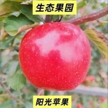 山西红富士苹果大量有货支持零售批发规格齐全，量大从优