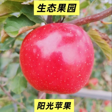 山西红富士苹果大量有货支持零售批发规格齐全，量大从优