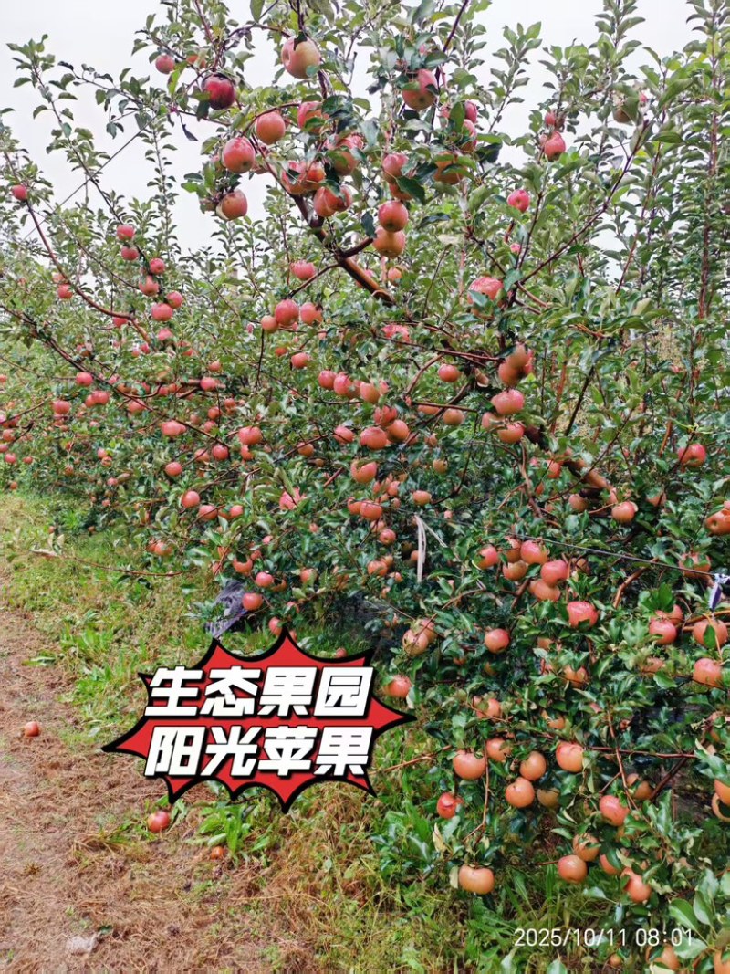 山西红富士苹果大量有货支持零售批发规格齐全，量大从优