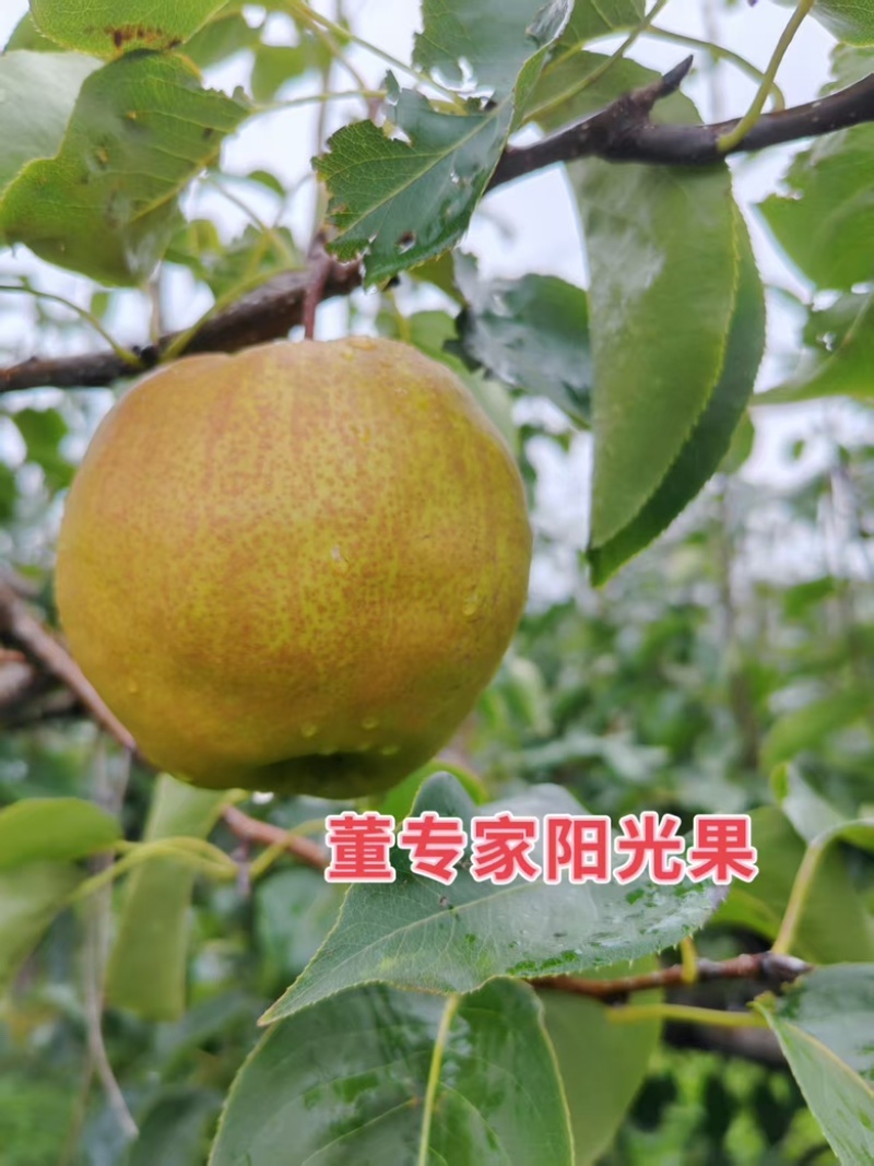 山西梨玉露香梨，大量有货新鲜采摘，产地直发量大从优