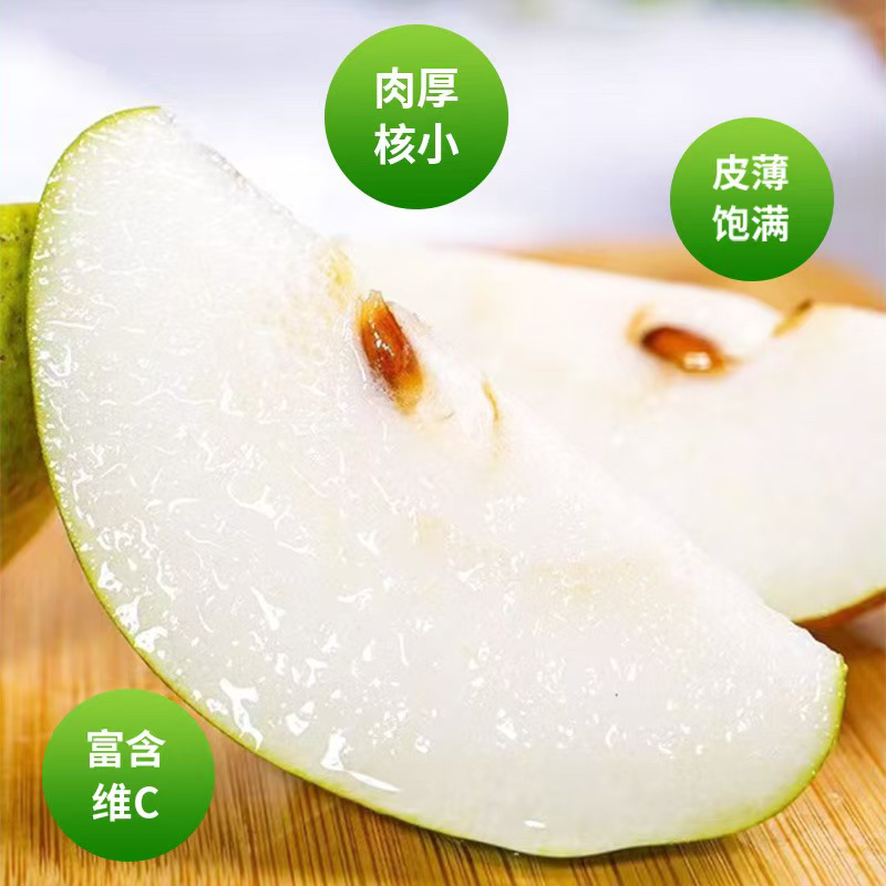 山西梨玉露香梨，大量有货新鲜采摘，产地直发量大从优
