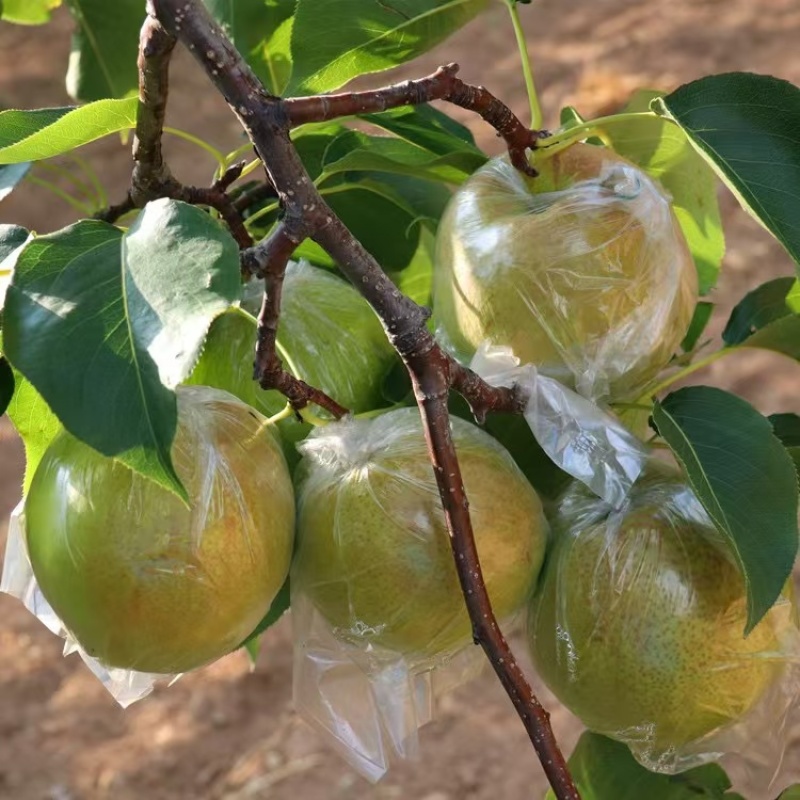 山西梨玉露香梨，大量有货新鲜采摘，产地直发量大从优
