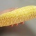 黄金拉丝玉米棒东北玉米棒冷藏保鲜价格实惠欢迎联系
