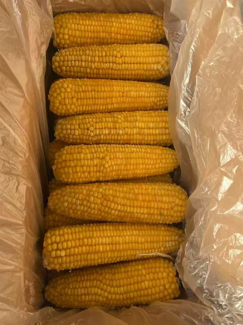 黄金拉丝玉米棒东北玉米棒冷藏保鲜价格实惠欢迎联系