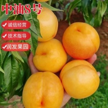 果园直发油桃树苗中油8号桃冰糖脆桃保真品种成活率
