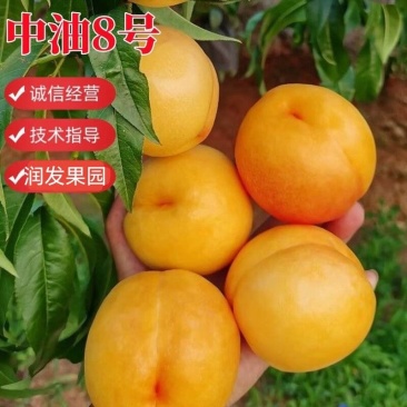 果园直发油桃树苗中油8号桃冰糖脆桃保真品种成活率