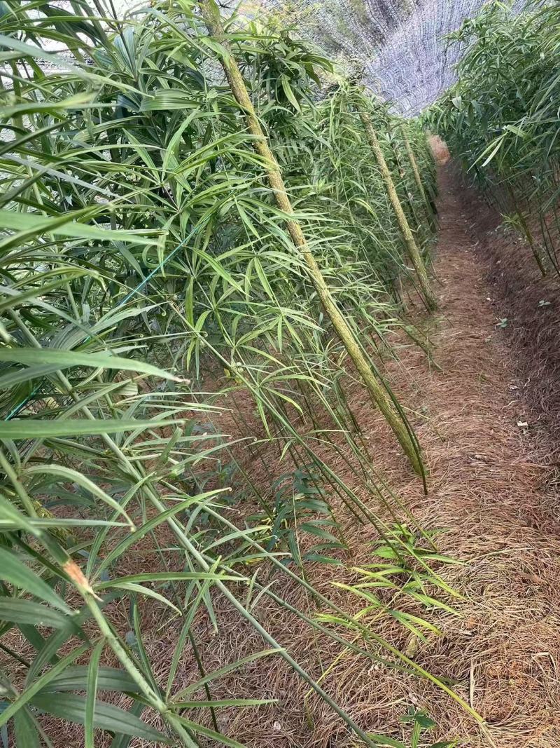 滇黄精苗红花滇黄精苗，绿花滇黄精苗，多花黄精苗，