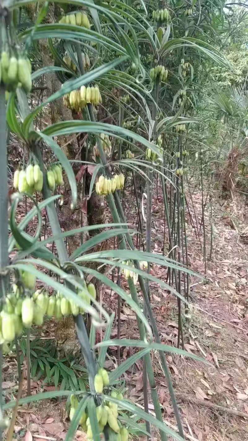 滇黄精苗红花滇黄精苗，绿花滇黄精苗，多花黄精苗，