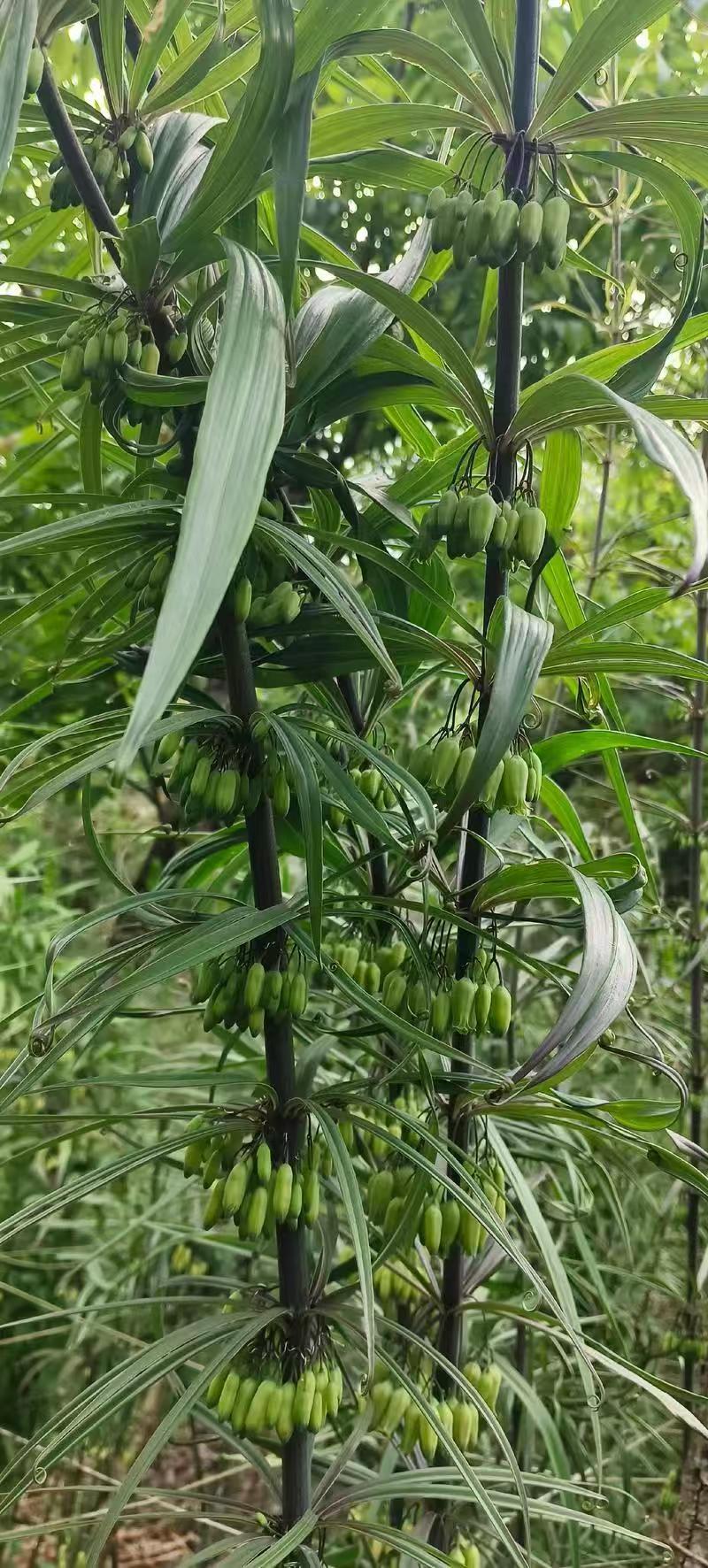 滇黄精苗红花滇黄精苗，绿花滇黄精苗，多花黄精苗，