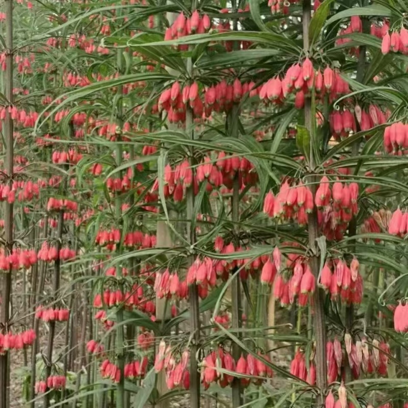 滇黄精苗红花滇黄精苗，绿花滇黄精苗，多花黄精苗，