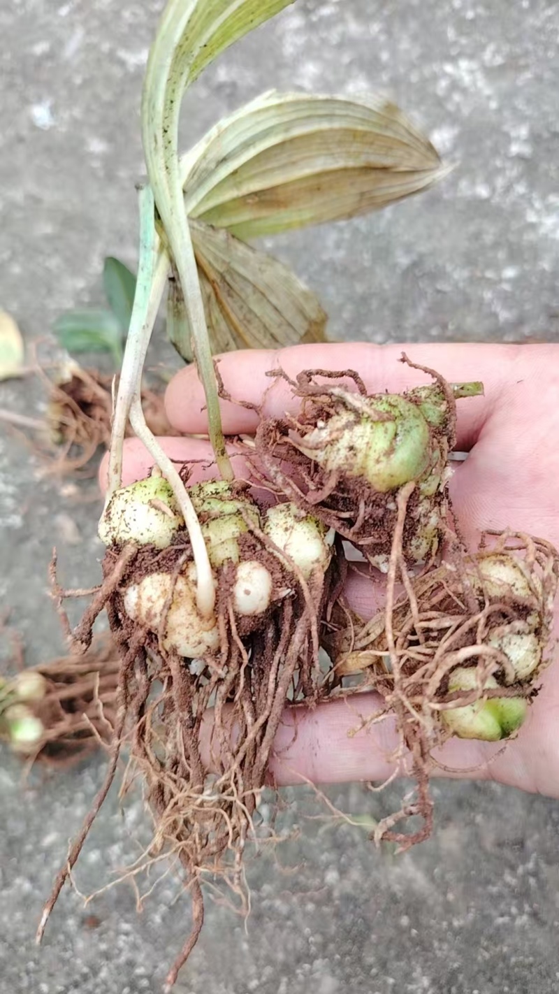 滇黄精苗红花滇黄精苗，绿花滇黄精苗，多花黄精苗，