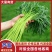 精品芦蒿，大量上市，支持视频看货，量大价优