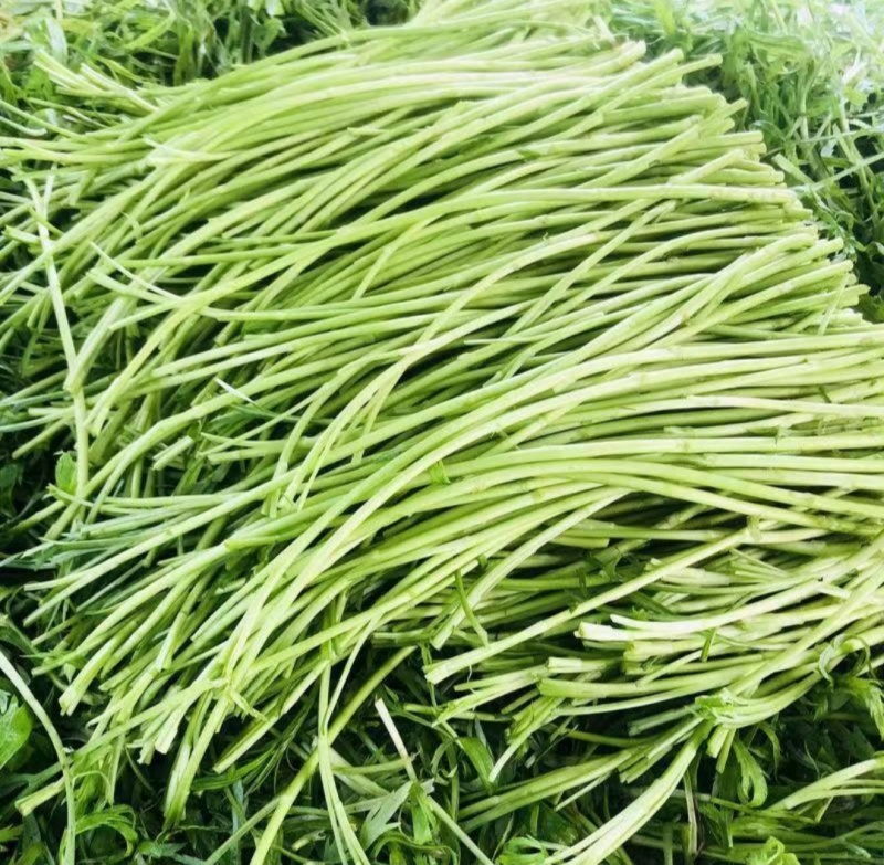 精品芦蒿，大量上市，支持视频看货，量大价优