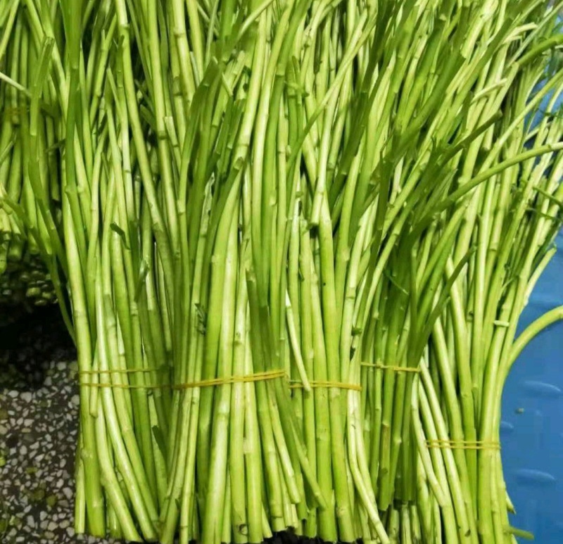 精品芦蒿，大量上市，支持视频看货，量大价优