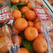 金砂糖橘桔产地大量上市，皮薄肉厚口感甜，对出口接电商平台