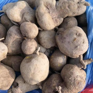 湖北金果榄地苦胆干金果榄地苦胆金牛胆青牛胆金线吊葫
