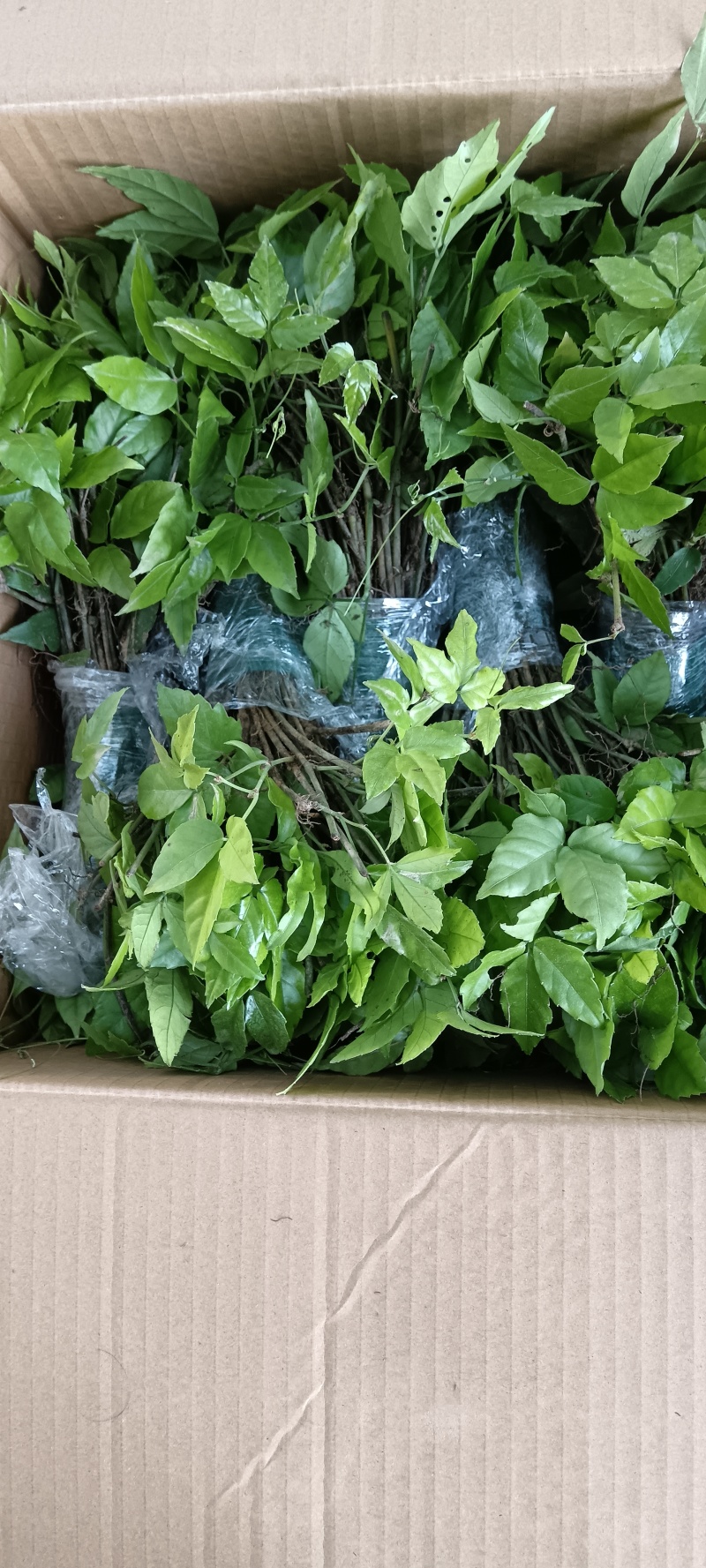 三.叶青苗159，4968品质保证，4191大叶小叶均有