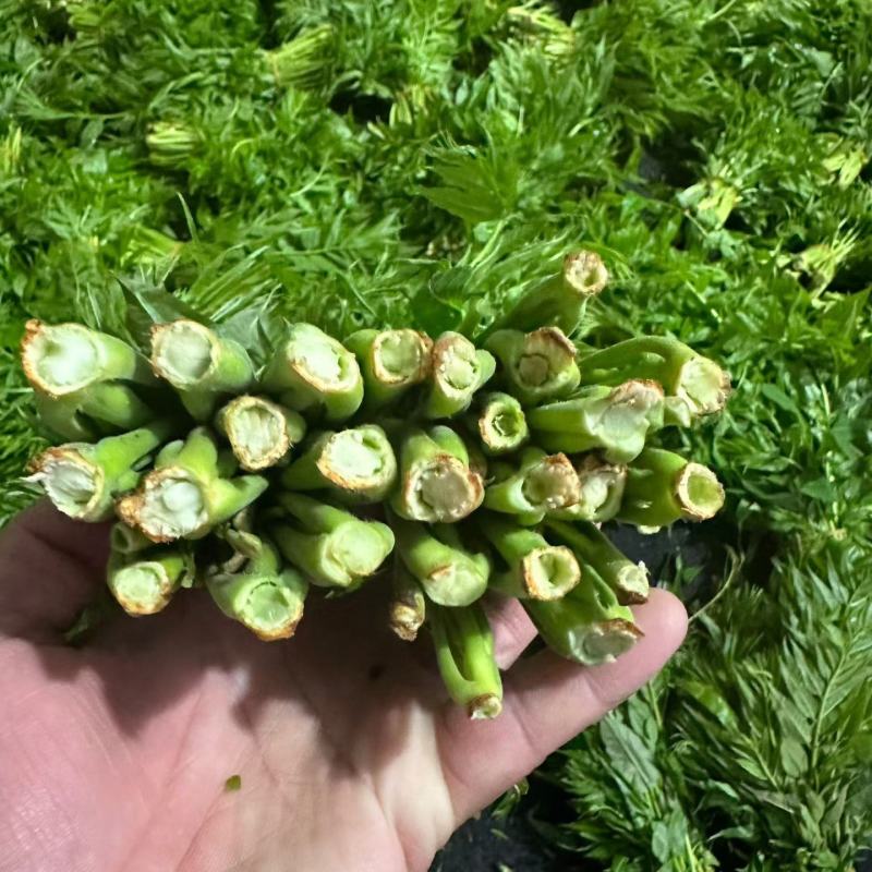 温室香椿芽头茬二茬