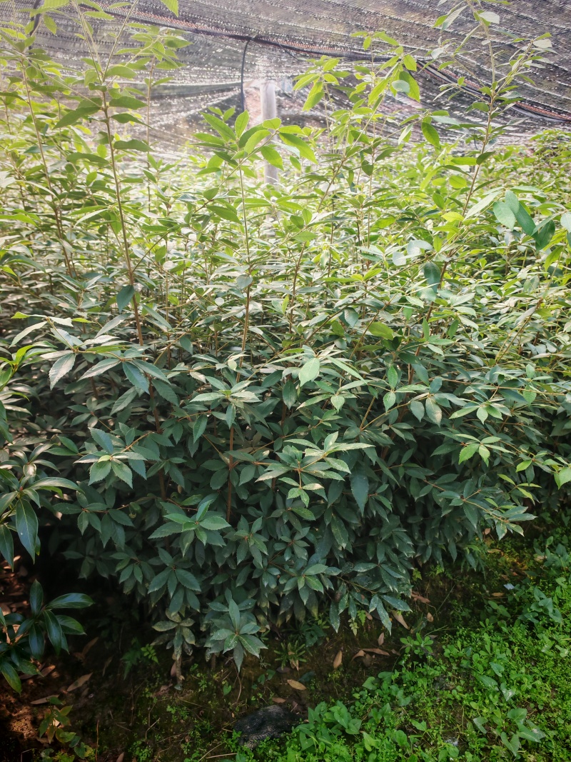 赤皮青岗，杯苗带土发货，苗厂直供，一手货源