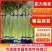（精品）精品蒜薹，质优价廉，一吨起批，需要的客户联系