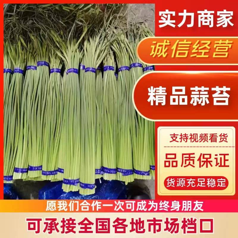 （精品）精品蒜薹，质优价廉，一吨起批，需要的客户联系