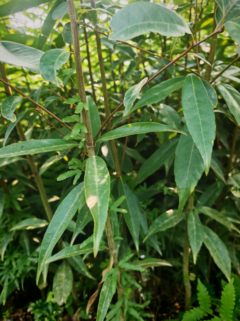 小叶青岗杯苗，货源充足，远程看苗，一手货源