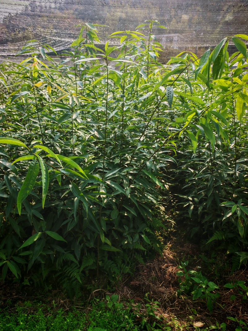 小叶青岗杯苗，货源充足，远程看苗，一手货源